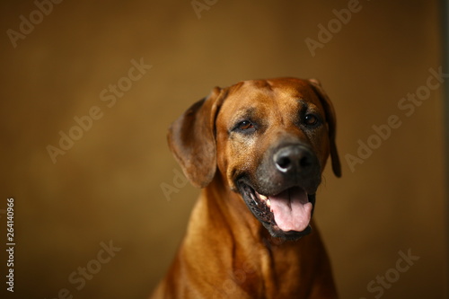 Fototapeta Naklejka Na Ścianę i Meble -  Studio shot of a Rhodesian Ridgeback Dog on brown Background