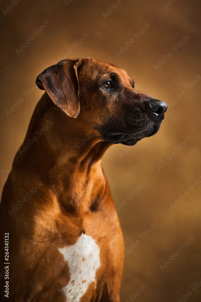 Studio shot of a Rhodesian Ridgeback Dog on brown Background in studio