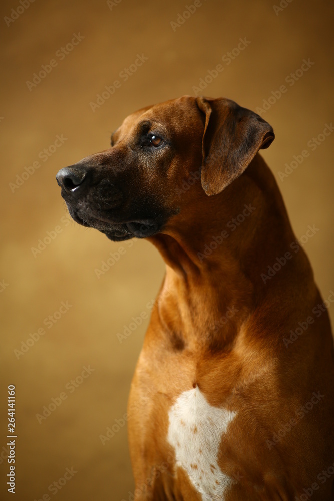 Studio shot of a Rhodesian Ridgeback Dog on brown Background in studio