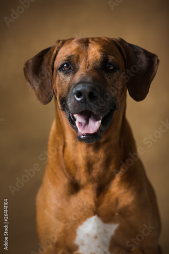 Studio shot of a Rhodesian Ridgeback Dog on brown Background in studio © Alexandr