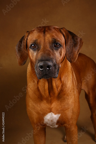 Studio shot of a Rhodesian Ridgeback Dog on gray Background in studio