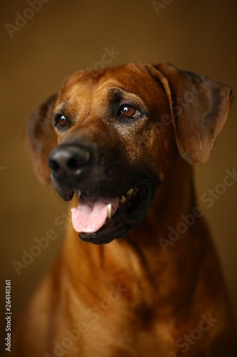 Studio shot of a Rhodesian Ridgeback Dog on brown Background