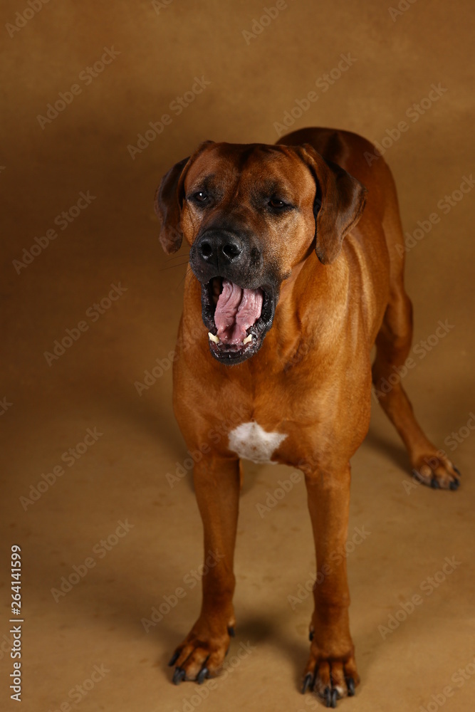 Studio shot of a Rhodesian Ridgeback Dog on brown Background in studio