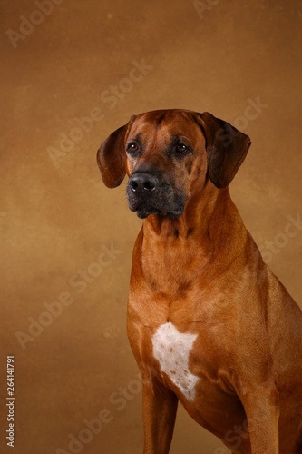 Studio shot of a Rhodesian Ridgeback Dog on brown Background