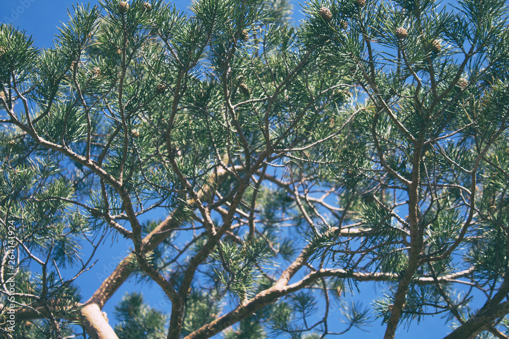Fototapeta premium Pine tree branch. Pine tree. Soft focus. 
