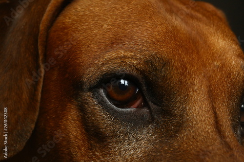 Wallpaper Mural Close up view at Rhodesian Ridgeback Dog's eye Torontodigital.ca