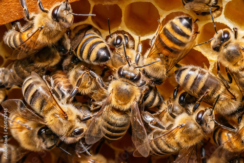 A bunch of bees on a honeycomb in a hive