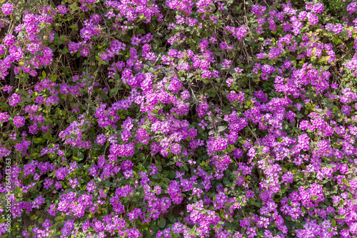 The plant (Lantana) grows and blooms on a spring day.