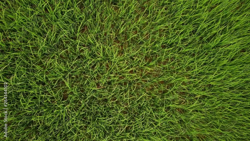 Closeup aerial overhead drone scene of rice fields in Sapa, Vietnam, Asia. Zoom out 4K footage Closeup aerial overhead drone scene of rice fields in Sapa, Vietnam, Asia. Zoom out 4K footage