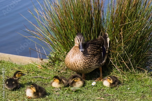 Duck with ducklings next to rushy grass