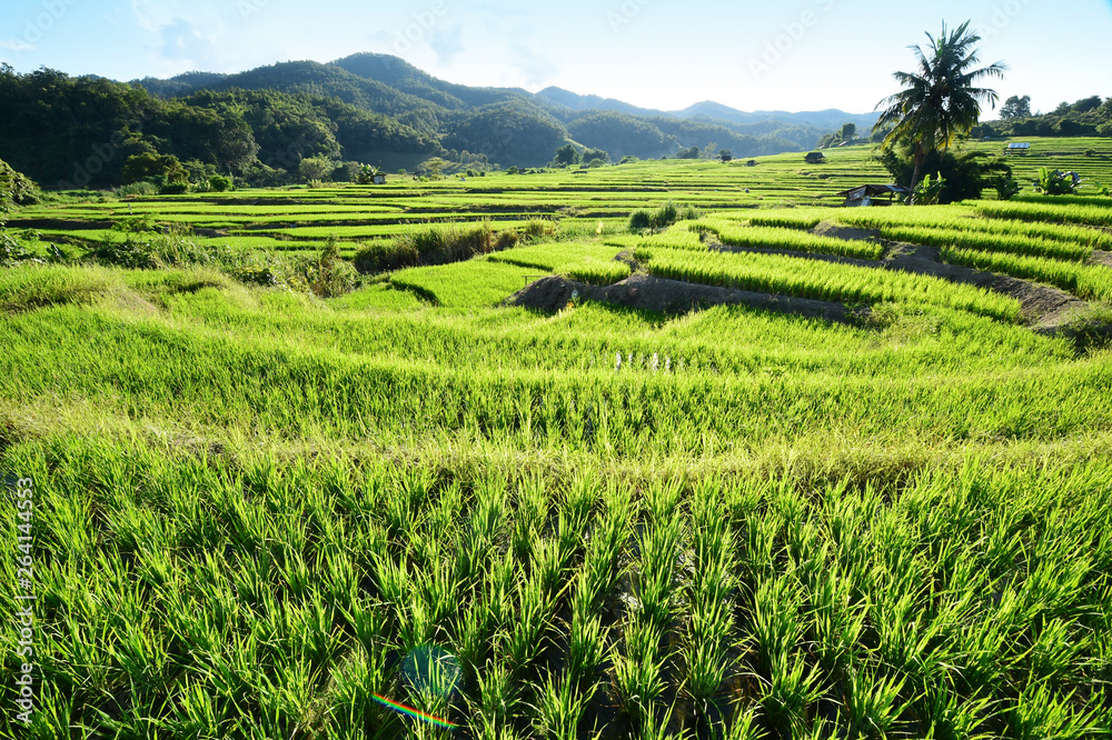 The beautiful landscape of rice fields in Thailand. The beautiful landscape of rice fields in Thailand.