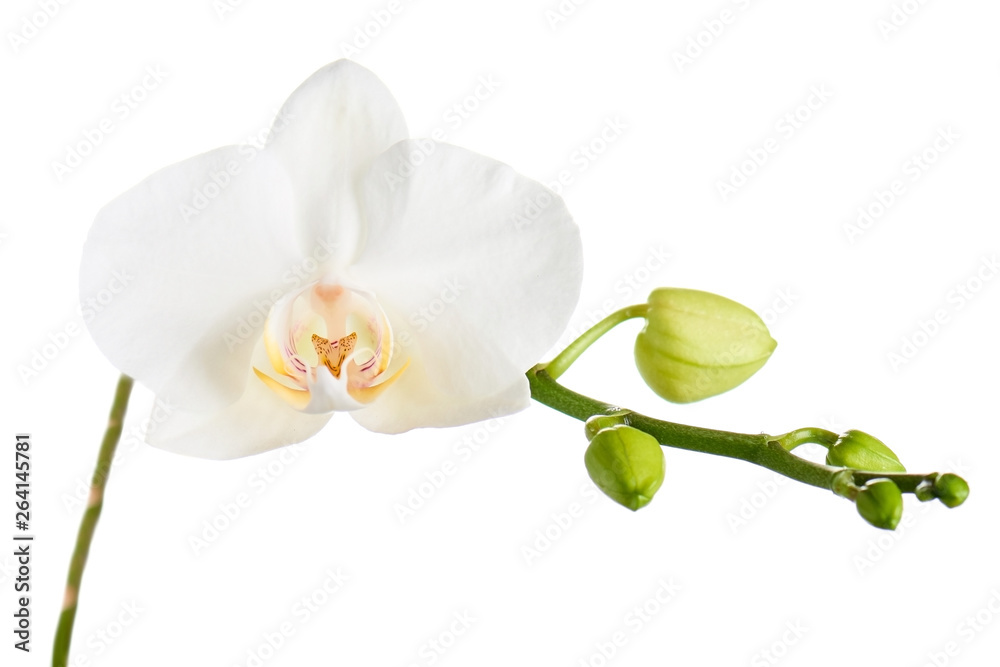 Obraz premium Gałąź z tropikalnymi kwiatami orchidei.