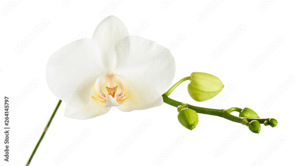 Obraz premium Branch with tropical orchid flowers.