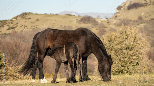 Free horses  in the Dr  me mountains  a foal and his mother