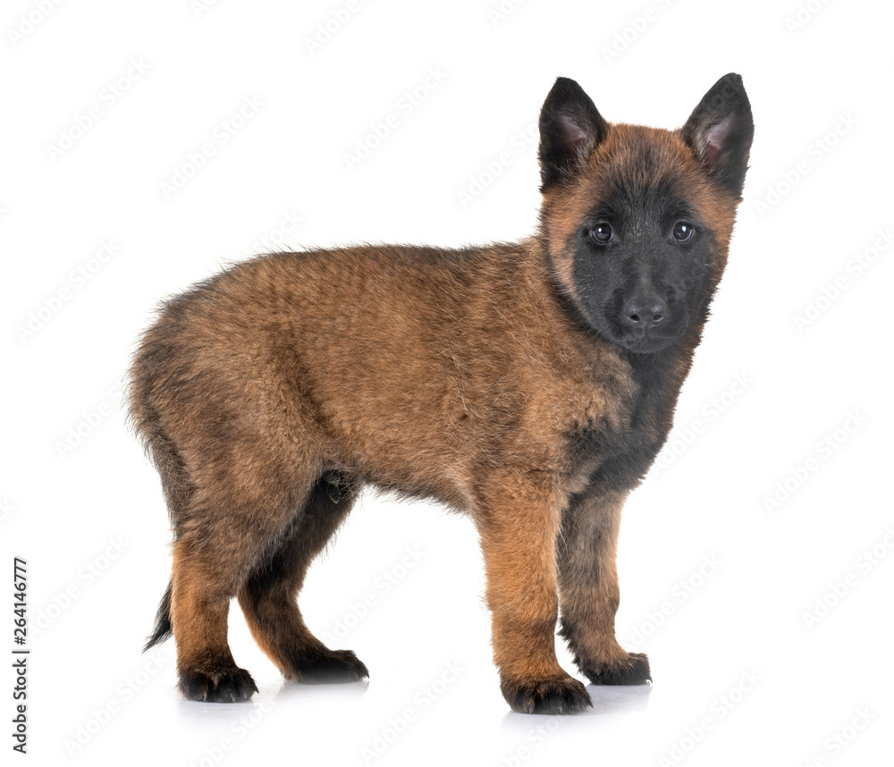 puppy malinois in studio puppy malinois in studio