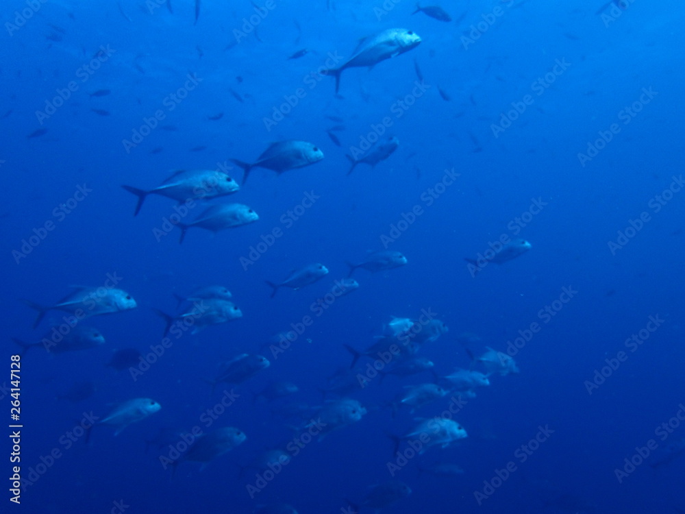 海中の青の世界を泳ぐ魚群 海中の青の世界を泳ぐ魚群