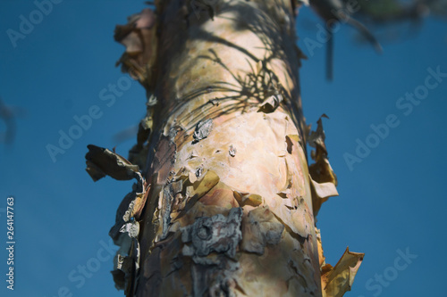 The trunk of the pine. Close up. Pine tree. photo