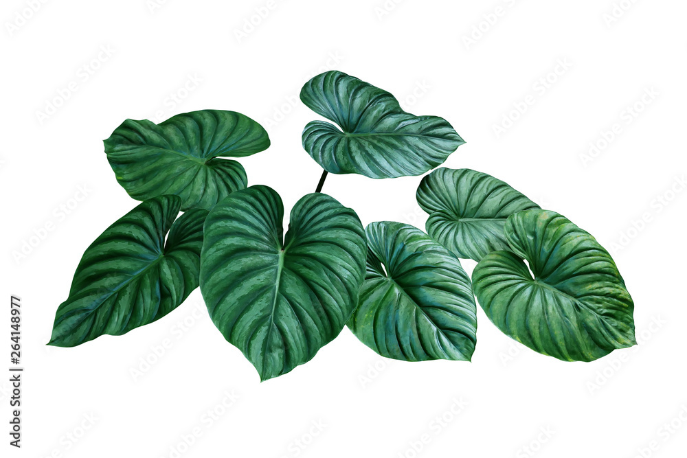 Heart shaped bicolors leaves of Philodendron plowmanii the rare exotic rainforest foliage plant isolated on white background, clipping path included. - obrazy, fototapety, plakaty 