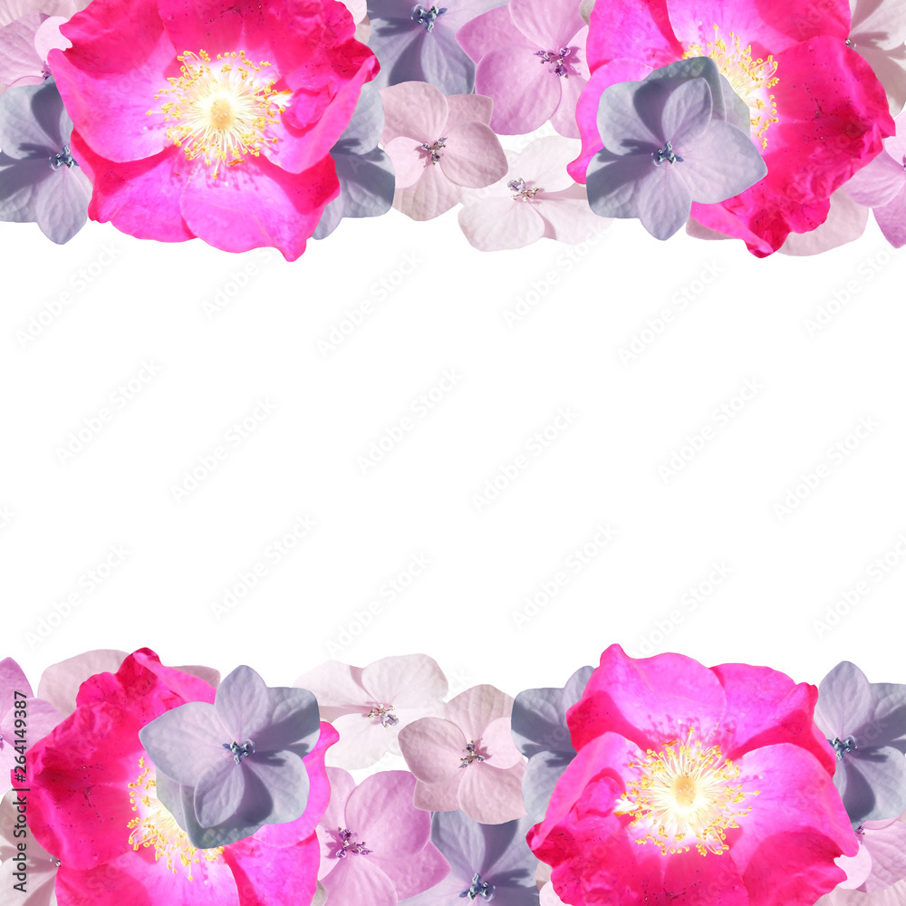 Beautiful floral background of hydrangea and rosehip. Isolated 