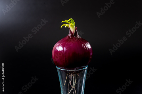 Red onions in a glass on a black background