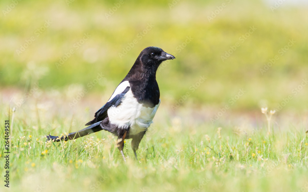 Eurasian magpie or common magpie Scientific name: - Pica pica Eurasian magpie or common magpie Scientific name: - Pica pica