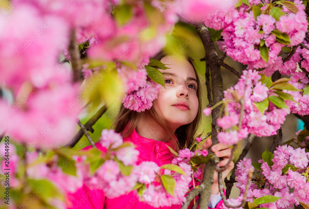 Pollen allergy concept. Kid enjoy cherry blossom sakura. Kid on pink flowers sakura tree background. Child enjoy life without allergy. Allergy remedy. Sniffing flowers. Girl enjoying floral aroma