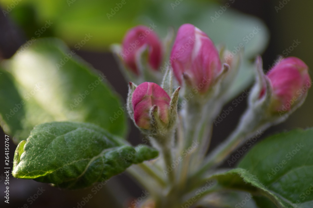 Knospen an einem Säulenapfel Knospen an einem Säulenapfel