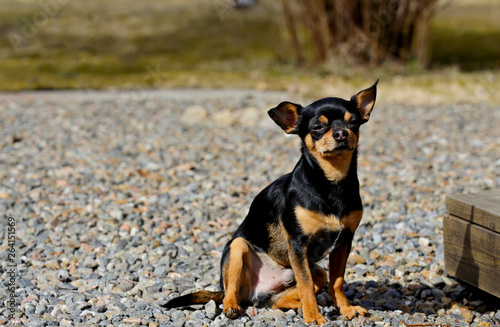 Small chihuahua dog sitting on sunny yard in early spring