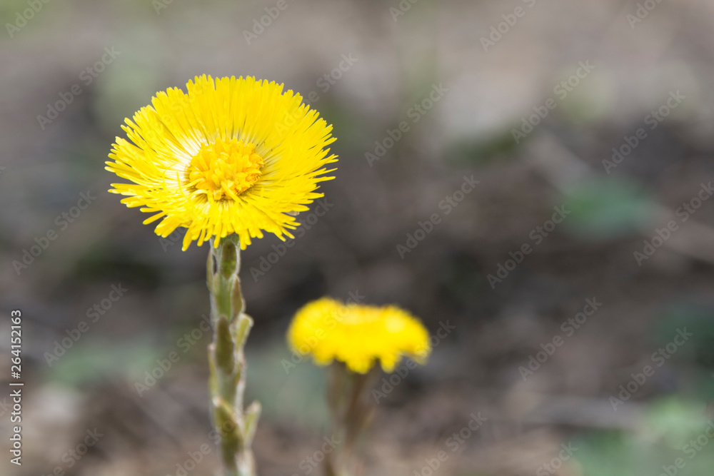 close-up of a yellow flower on a brown earth background close-up of a yellow flower on a brown earth background