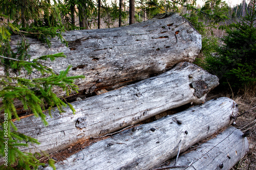 trunks of felledold trees in the forest, early spring