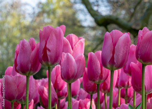 Macro photo of pink tulips at Keukenhof Gardens, Lisse, South Holland, Netherlands. Keukenhof is known as the Garden of Europe.