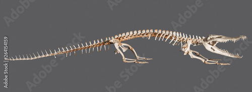 Crocodile skeleton isolated on grey background with clipping path