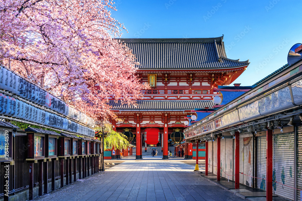 Fototapeta Cherry blossoms and Temple in Asakusa Tokyo, Japan.