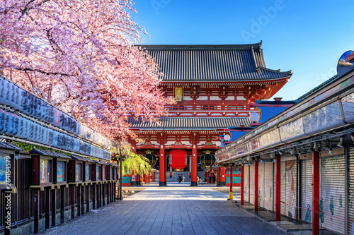Canvas Print Cherry blossoms and Temple in Asakusa Tokyo, Japan.