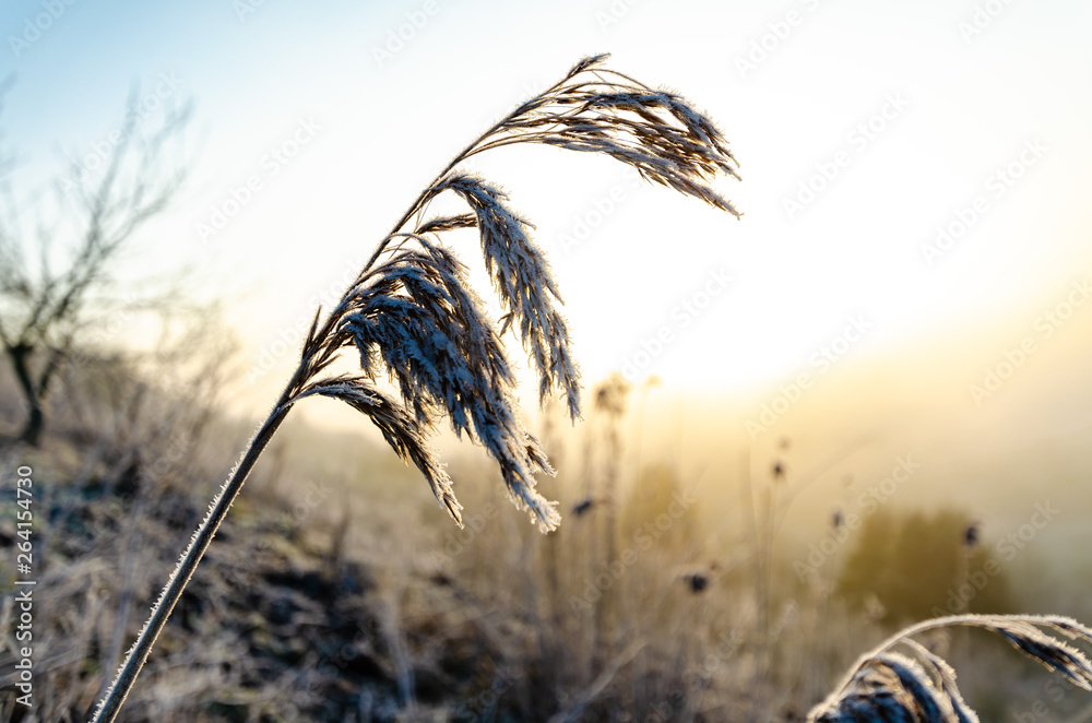Obraz premium Ice on plants