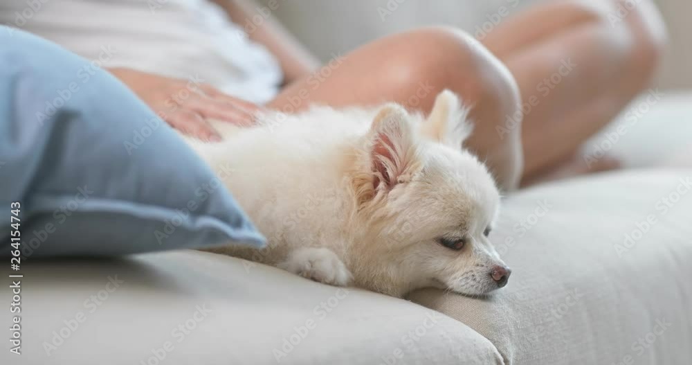 White pomeranian dog sleep on sofa at home White pomeranian dog sleep on sofa at home