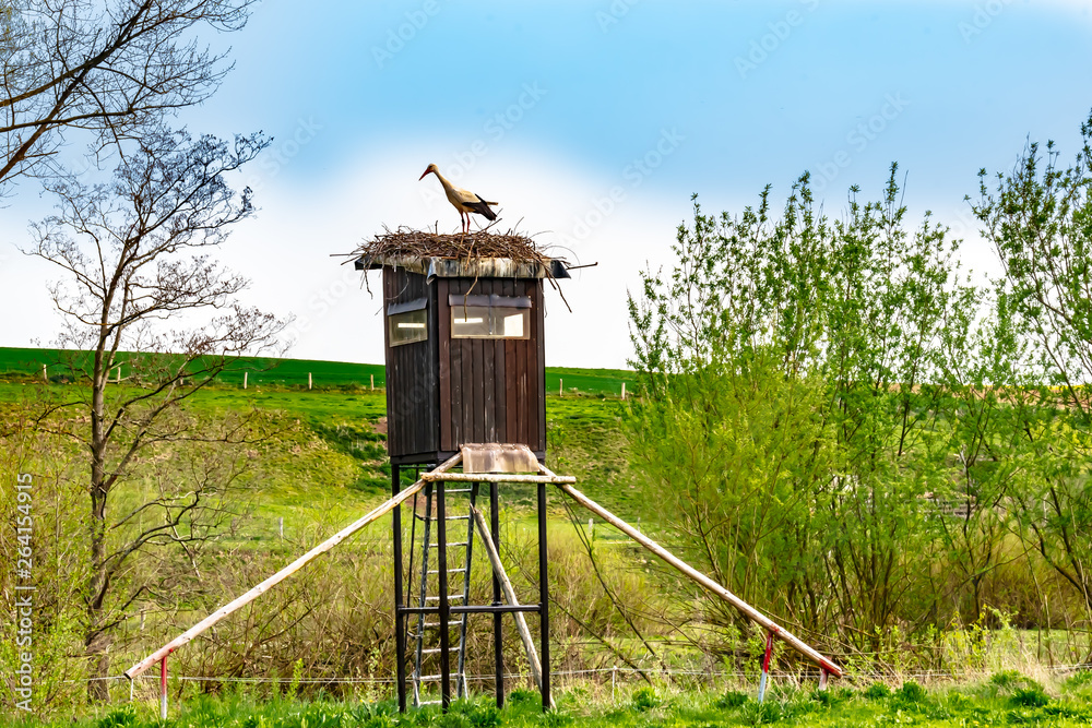 Wildlife, stork, spring - A white stork (Ciconia ciconia) stands on its nest, which he built on a high seat for hunters near Kleinseelheim Kirchhain in Germany.
