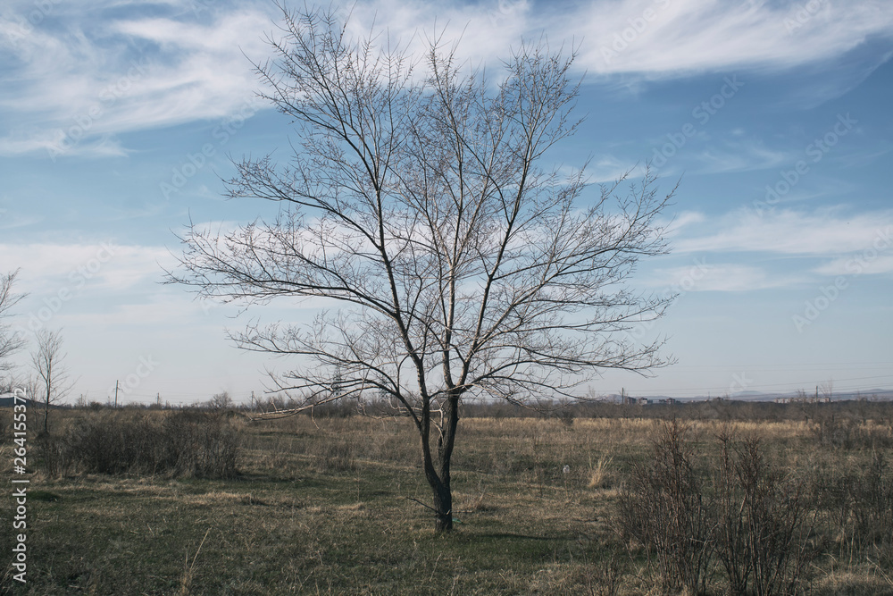 Elm tree. Tree background. Nature background. Elm tree. Tree background. Nature background.