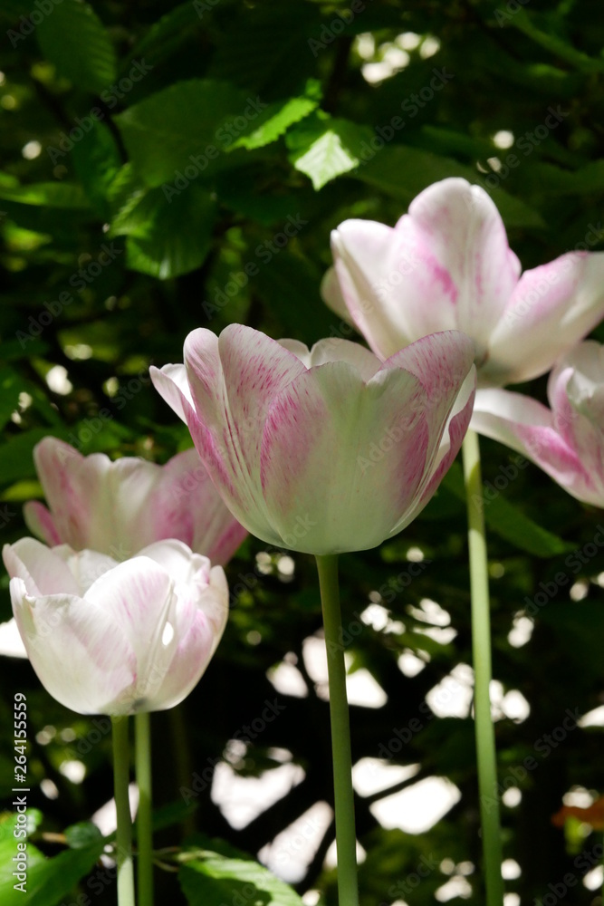 weiß-rosa Tulpe