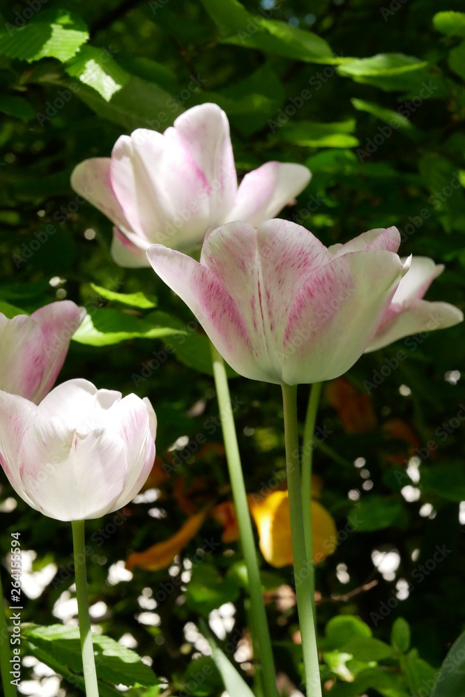 weiß-rosa Tulpe