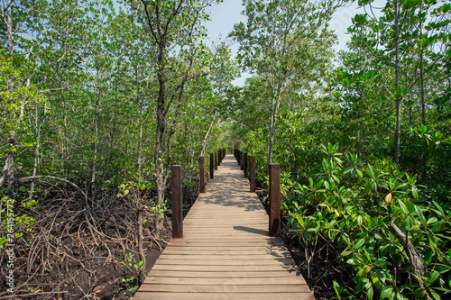Tropical Climate, Rayong, Thailand, Mangrove Forest, Bridge - Built Structure