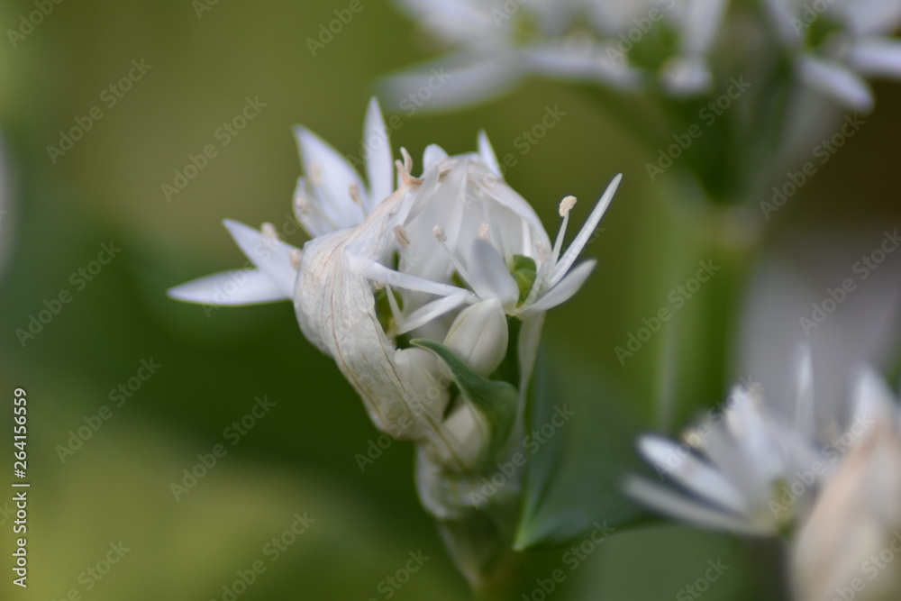 Blühender Bärlauch (Allium ursinum) - Bärlauchblüten Blühender Bärlauch (Allium ursinum) - Bärlauchblüten