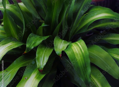Beautiful plant - green leaves as nature background