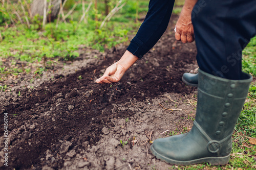 Farmer s hand planting a seed in soil. Senior woman sowing parsley in spring garden