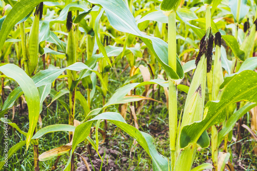 Corn plant with green leaves growth in agriculture field outdoor