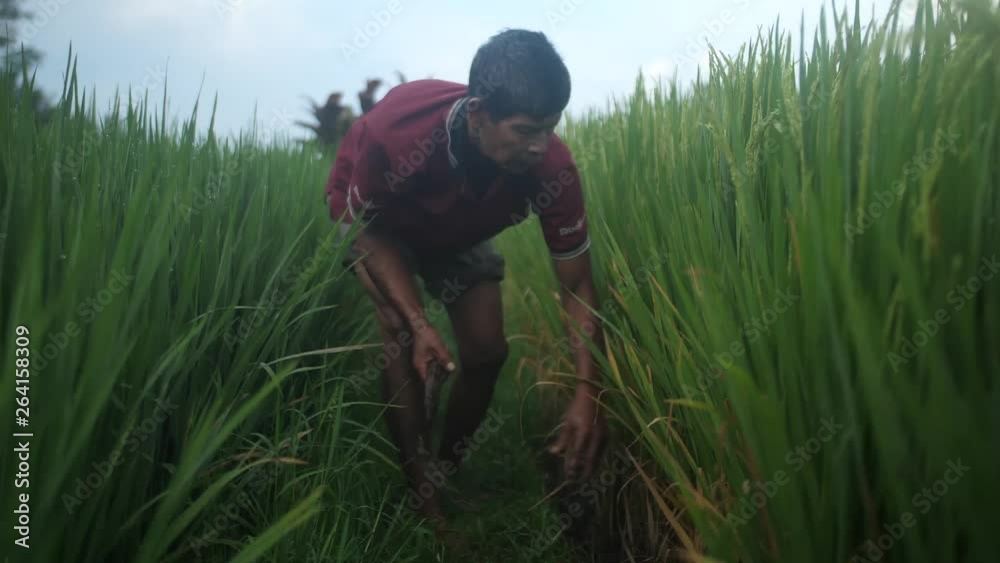 Farmer using sickle and hands to meticulously maintain his rice paddy and keep grass cut. Bending, squatting and pulling weeds to maintain his fields. Strenuous labor of rice farming in Asia. Farmer using sickle and hands to meticulously maintain his rice paddy and keep grass cut. Bending, squatting and pulling weeds to maintain his fields. Strenuous labor of rice farming in Asia.