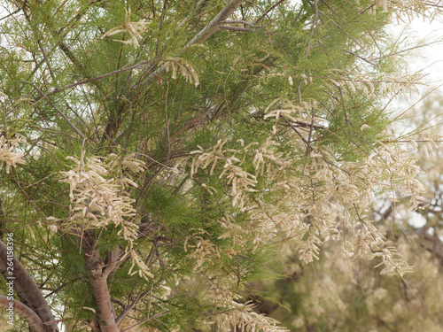 Die Französische Tamariske in Provence 'Tamarix gallica'. Zweige in voller Blüte  photo