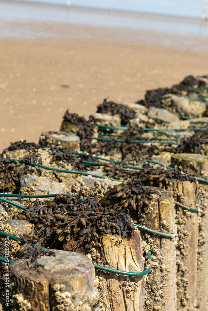 Fototapeta premium north sea groyne