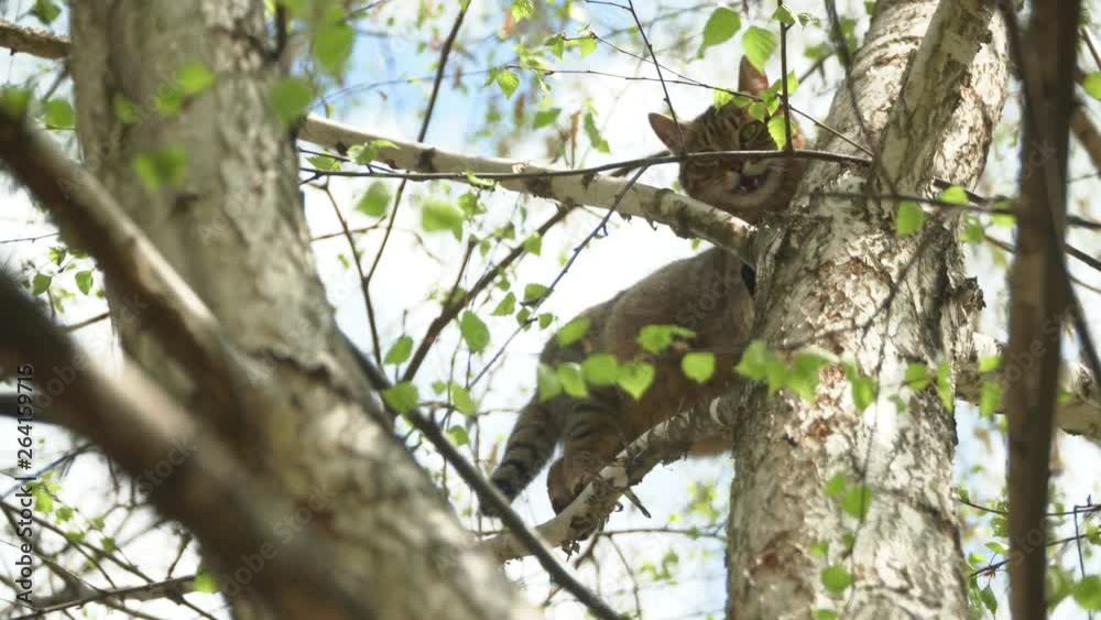 Mountain Lion AduThe cat climbed a tree and can't get down. Baldy spring treelt Lone in Winter Tree Branch in South Dakota Mountain Lion AduThe cat climbed a tree and can't get down. Baldy spring treelt Lone in Winter Tree Branch in South Dakota