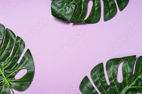Tropical leaves on violet background.